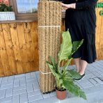 Kokosová tyč - opora pre popínavé izbové rastliny - dĺžka 120 cm, ⌀ 3 cm